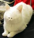 cat - a white cat