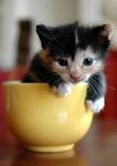 cat - a cat in a yellow cup