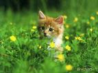 cat - a brown cat in the garden