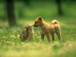 cat - cat and a dog are friends
