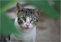 cat - a grey and white cat.