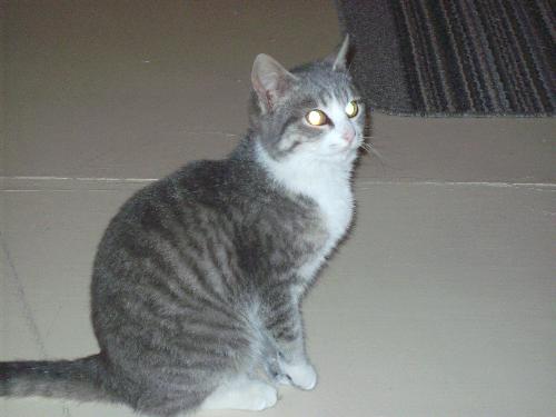 Cat - cat posing a profile picture! LOL