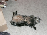 Tiger - This is my cat Tiger doing a tummy up
