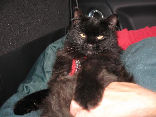 Spirit the Cat - Spirit was a wonderful, smart cat, but he passed away in June 2009. He was a large, long haired Manx (with a tail obviously).