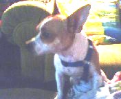 One of my little dogs - Picasso is a small mixed breed, about 15 pounds. We were told he was a Chihuahua mix but I have my doubts. He looks like a small terrier mix of some kind.