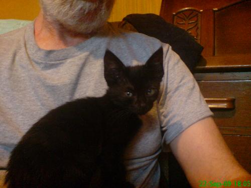 Shadow - My new kitten. Looks just like his mother!