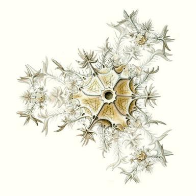 Artforms of Nature3 -  Ernst Haeckel book's Artforms of Nature