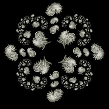 Artforms of Nature -  Ernst Haeckel book's Artforms of Nature