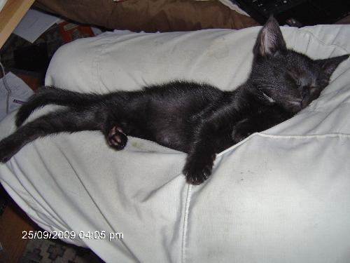 Shadow - Relaxakitty!
