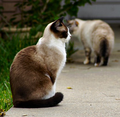 guard cat - Isnt it awesome