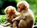 monkeys - mother and child, monkey version