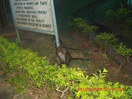 crazy monkeys - one of the monkeys at the camp that we stayed in.