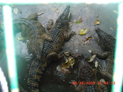 crocodiles - good thing Im up here and they're down there.^_^