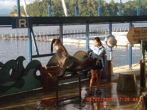 Madison the SeaLion - one of the many sea lions at the Ocean Adventure.