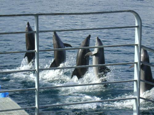 highly intelligent creatures - dolphins showing off.