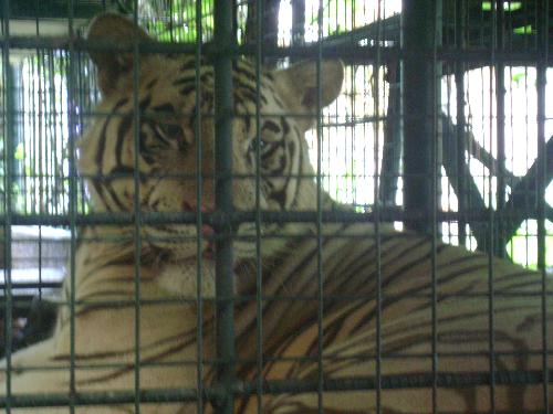 White Tiger - One huge white tiger. I forgot his name though.