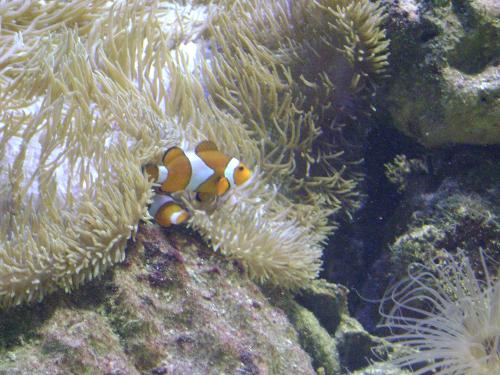 I found Nemo! - Clown Fish. There were only two in the aquarium so I assume they were trying to imitate the impression of Nemo and Marlin.