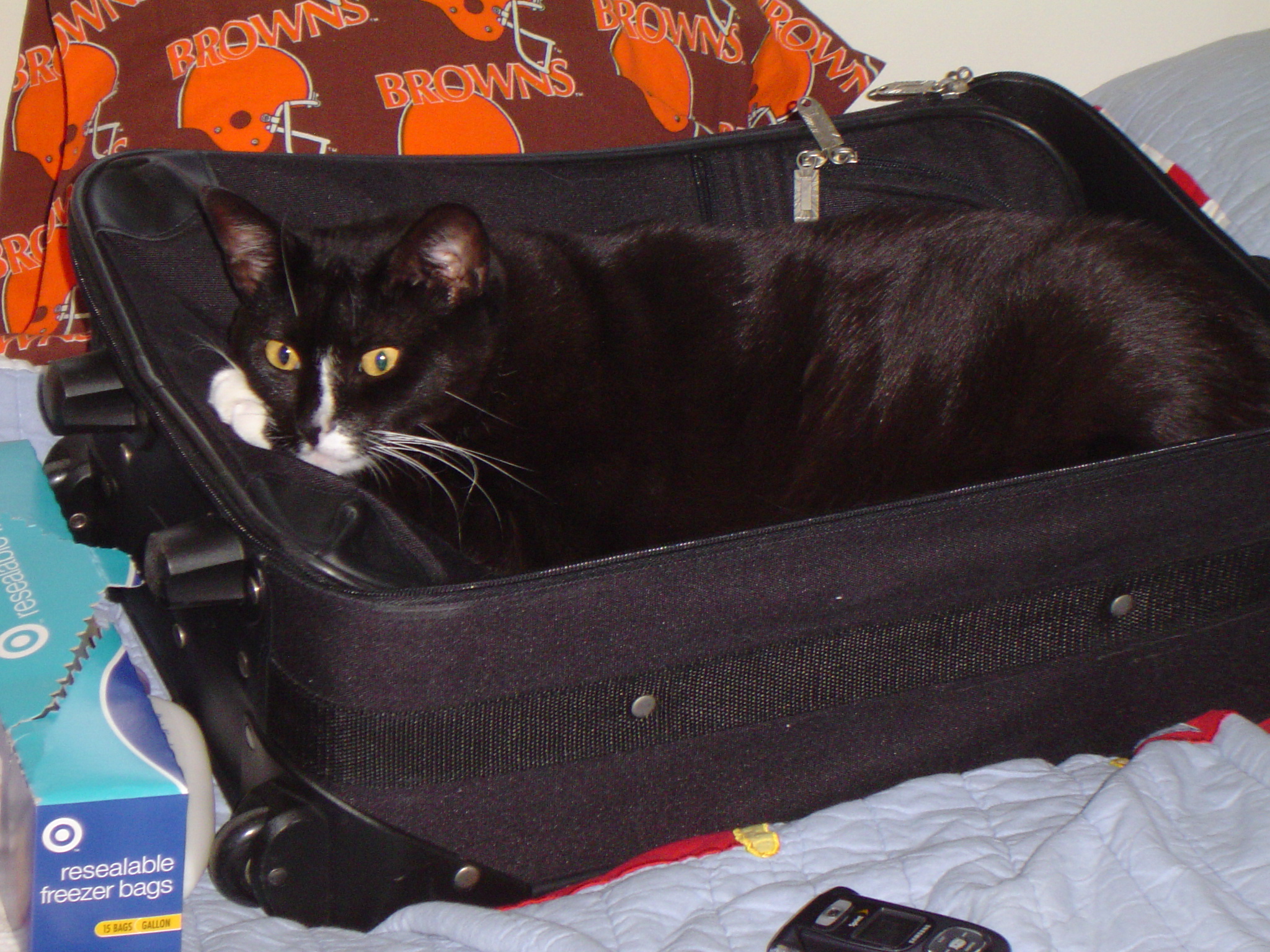 cat in suitcase - the cat is in the suitcase.  what is she doing there?