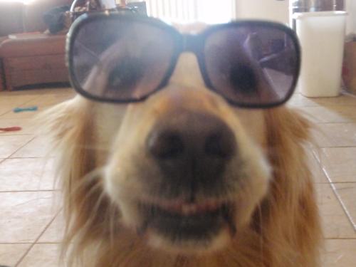 Goldie in Glasses - Even in sunglasses she's a goof ball (love her teeth) lol