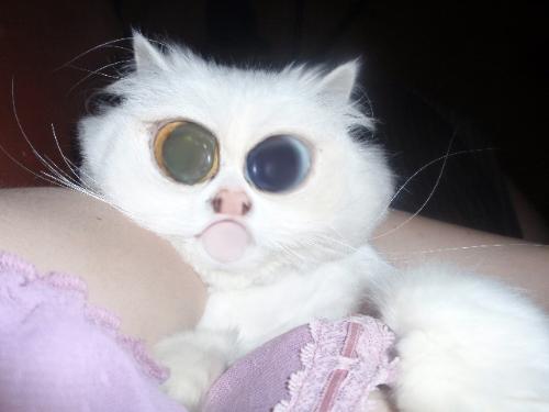 Squeezing too Tight?  - A funny picture of my cat I morphed and edited. She's fine and her eyes aren't really that giant! lol. I am not holding her too tight!!! :P