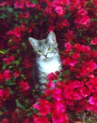 cat - I love cats