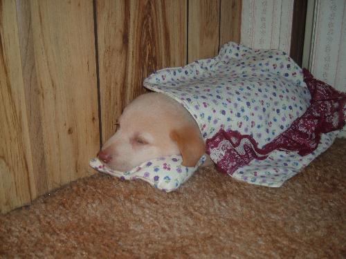 New puppy - Biscuit the puppy