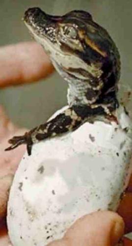 gator egg - reptiles - eggs, the way they reproduce