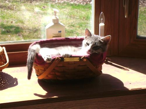 easy - cat living the easy life!