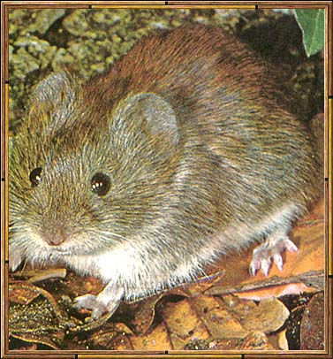 Vole - They are also called field mice which, apparently, is different than regular mice.