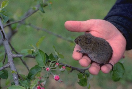 Vole - This one shows the shorter tail.