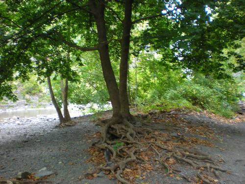 Trees - Cool tree roots!