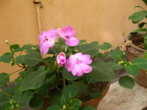 Flowers - Flowers in my balcony
