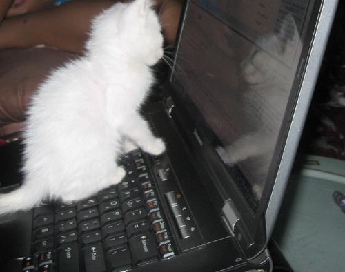 kitten's attention on moving cursor  - taken a few hours ago, kitten likes the moving cursor