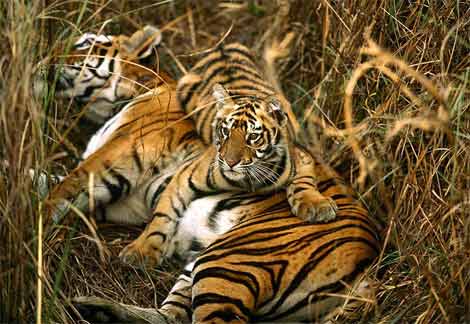 Tiger - I love animals more, Tiger is very quate.
