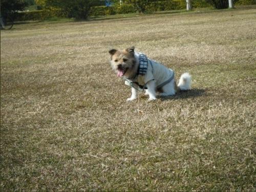 dog - my dog, photographed at the last winter, he was in his cotton-padded jacket.