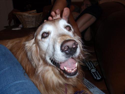 Goldie Smiling - My dog, Goldie, smiling for the camera
