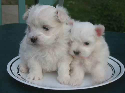 Cuties - Best friends:)
