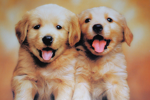 Dogs - Are they not cute?