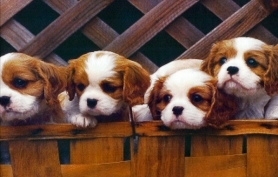 puppies - so cute looking puppies