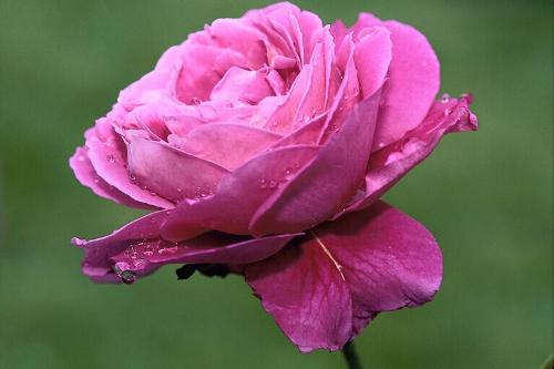 Rose - Pink Rose in my garden