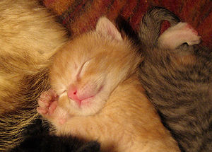 Kitten Sleeping - In this photo an innocent and loveable kitten is sleep in a very perceiving manner.