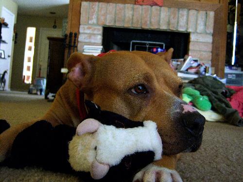 My Favorite Doggie - American Staffordshire Terrier and too smart for her own good!