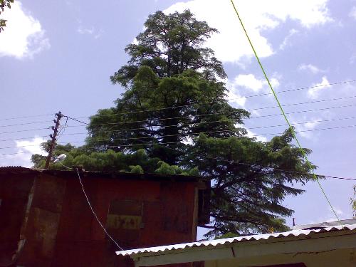 India, Uttaranchal,  - India, Uttaranchal, Kaushani