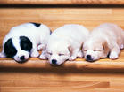 little dog -  Three little dogs!Very lovely,aren't they?