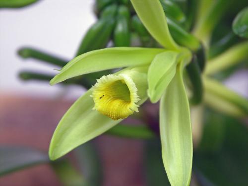 vanilla flowers.. - just saw it on internet, today is the first day i saw a vanilla flower...LOL.