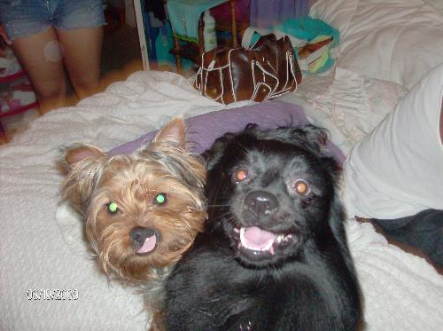 My boys! The sons Ive always wanted! - Here is Machito(black) and Dunkin(brown) my two dogs. Machito is a pomeranian and Dunkin is a Yorkie. Dunkin is the baby. We bought him the day after Christmas last year. Dunkin was the runt he also had a cleft lip. To me it makes him that much more special. They stoled my heart. dl
