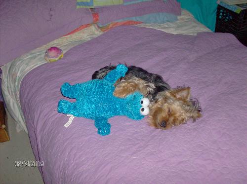Dunkin and his cookie monster... - My yorkie, Dunkin, loves stuffed animals. He does tear some of them. Then there are a chosen few he sleeps with. He is such a character. I love him sooo.