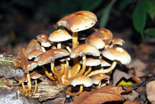 Group of funghi in forest - A group of funghi in the autumn forest.