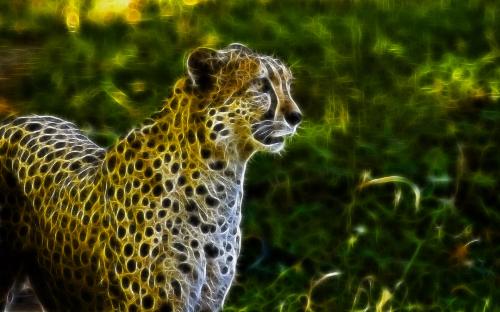 leopard - a shining leopard
