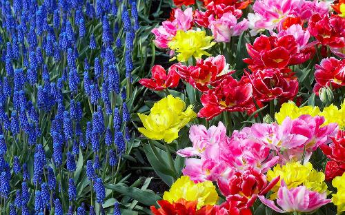 flower - flowers with different colors